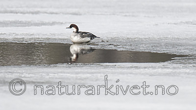 BB 09 0369 / Mergellus albellus / Lappfiskand